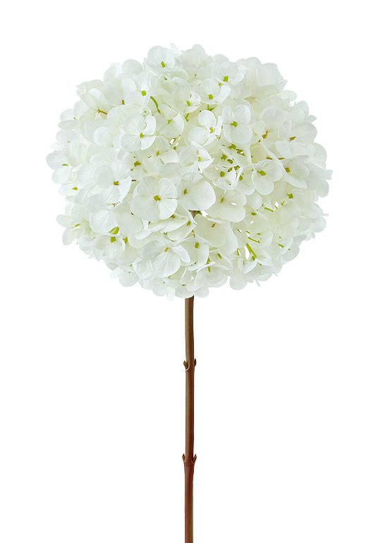 product white silk hydrangea